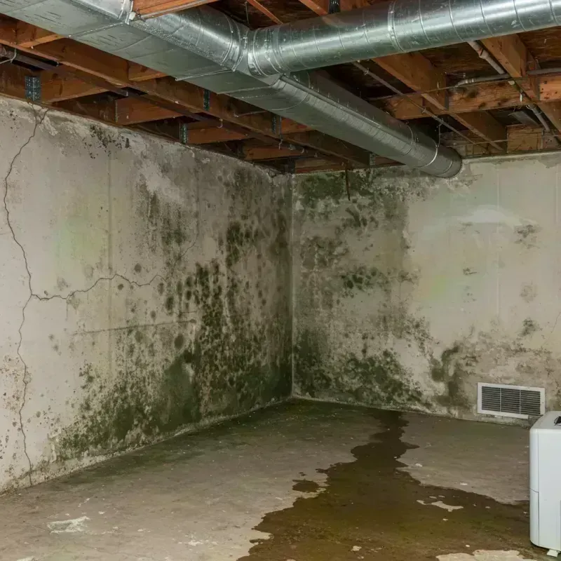 Professional Mold Removal in Stratford, NJ